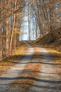 Dirt road along trees in forest