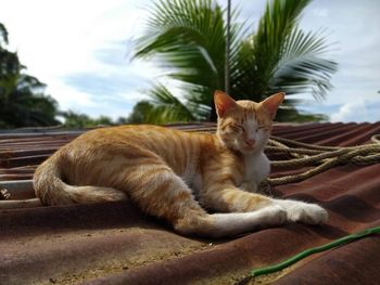 Cat resting on a tree