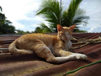 Cat resting on a roof