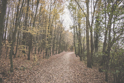 Road amidst trees in forest during autumn