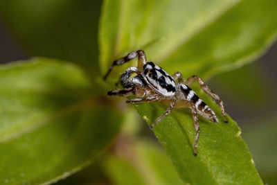 Close-up of insect on leaf