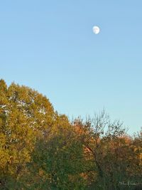 Low angle view of plants against clear sky