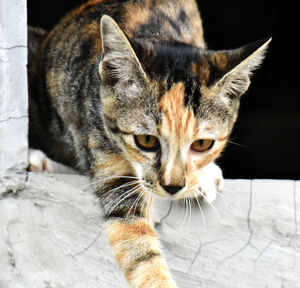 Close-up portrait of a cat