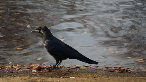 Close-up of bird on water