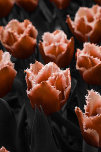 Red tullips captured during spring