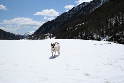 Dog in the snow, sunny winter day in italian alps
