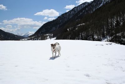 Dog on snowcapped mountain against sky