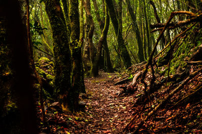 Trees growing in forest