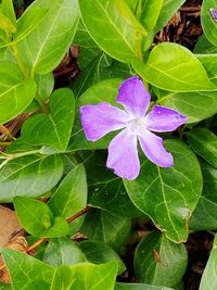 High angle view of purple flowering plant