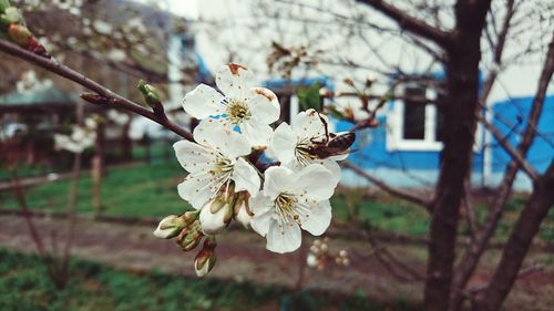 Close-up of white flowers blooming in park