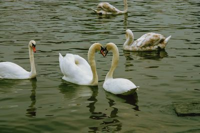 Swans swimming in lake