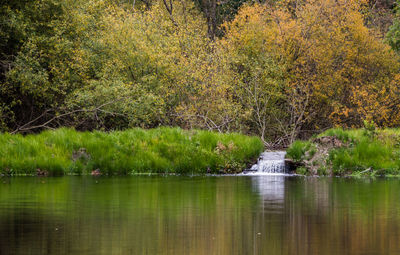 Scenic view of lake in forest