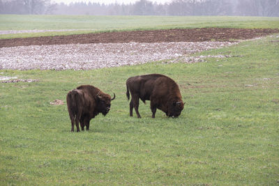 Horses grazing in a field