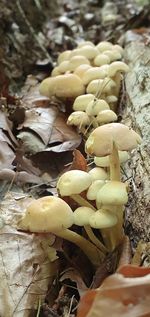 Close-up of leaves on field