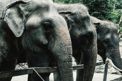 Close-up of elephant