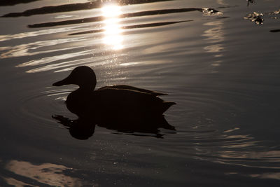 High angle view of silhouette ducks swimming in lake
