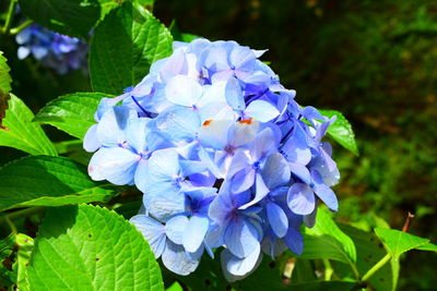 Close-up of purple flowers blooming outdoors