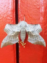 Close-up of insect on red wall