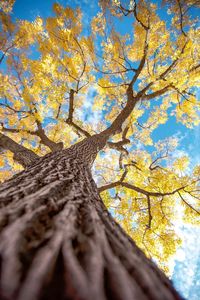 Low angle view of tree against sky