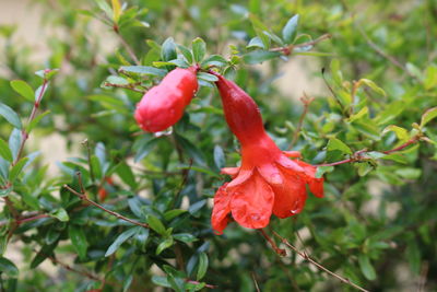 Close-up of red flowering plant
