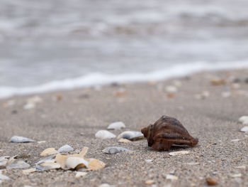 Close-up of shell on sand