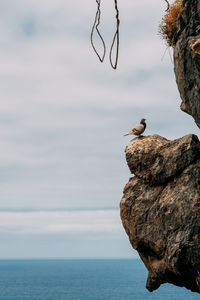 Bird on rock by sea against sky