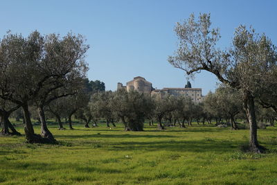 Scenic view of grassy field against sky