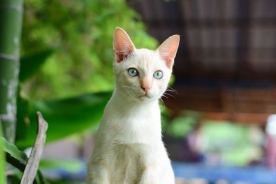 Portrait of cat looking up outdoors