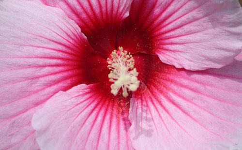 Close-up of pink hibiscus blooming outdoors