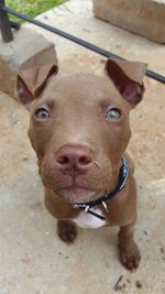 Close-up portrait of dog