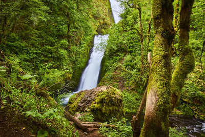 Scenic view of waterfall in forest