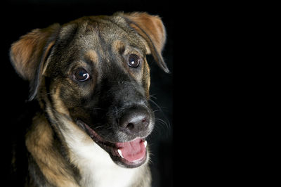 Close-up portrait of dog