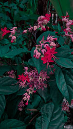 Close-up of pink flowering plant