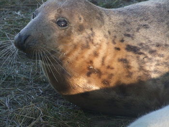 Close-up of an animal on field