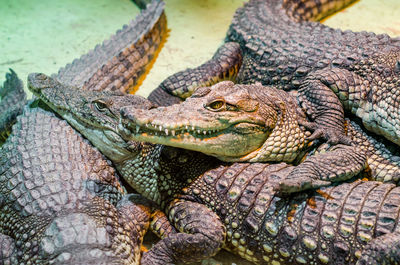 Close-up of crocodile in zoo