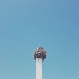 Low angle view of bird against clear blue sky