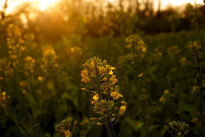 Close-up of yellow flowering plant on field