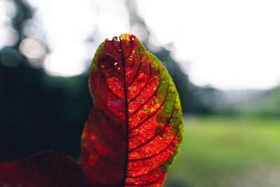 Close-up of red maple leaf against blurred background