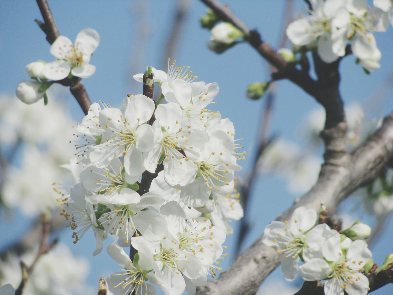 flower, freshness, white color, growth, fragility, branch, cherry blossom, beauty in nature, tree, nature, petal, blossom, focus on foreground, cherry tree, blooming, low angle view, close-up, in bloom, twig, flower head