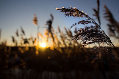 Close-up of plants against sunset sky