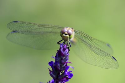 Close-up of dragonfly on purple flower