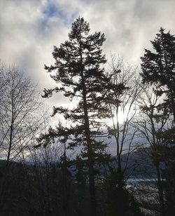 Low angle view of silhouette tree in forest against sky