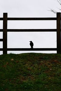 Silhouette bird on a field