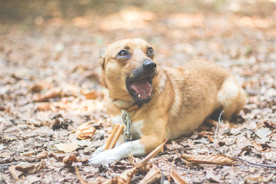 Dog with open mouth sitting on field