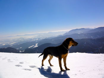 Dog standing on snow covered mountain against clear blue sky