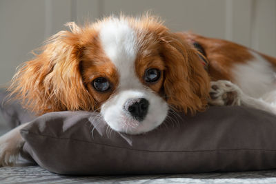 Close up portrait of cute dog puppy. cavalier king charles spaniel blenheim.