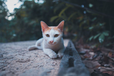 Portrait of cat on floor