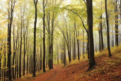 Trees in forest during autumn