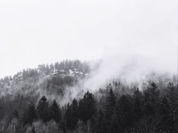 Low angle view of trees against clear sky