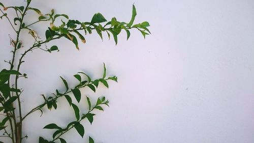 Plant growing on wall